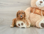 8 week old Cavapoo Puppy For Sale - Windy City Pups