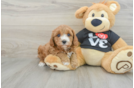 Cavapoo Puppy for Adoption