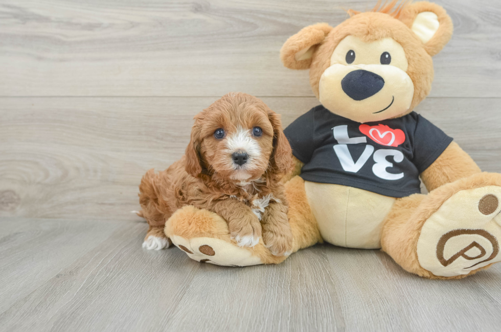 6 week old Cavapoo Puppy For Sale - Windy City Pups