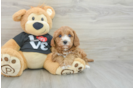 Cavapoo Puppy for Adoption