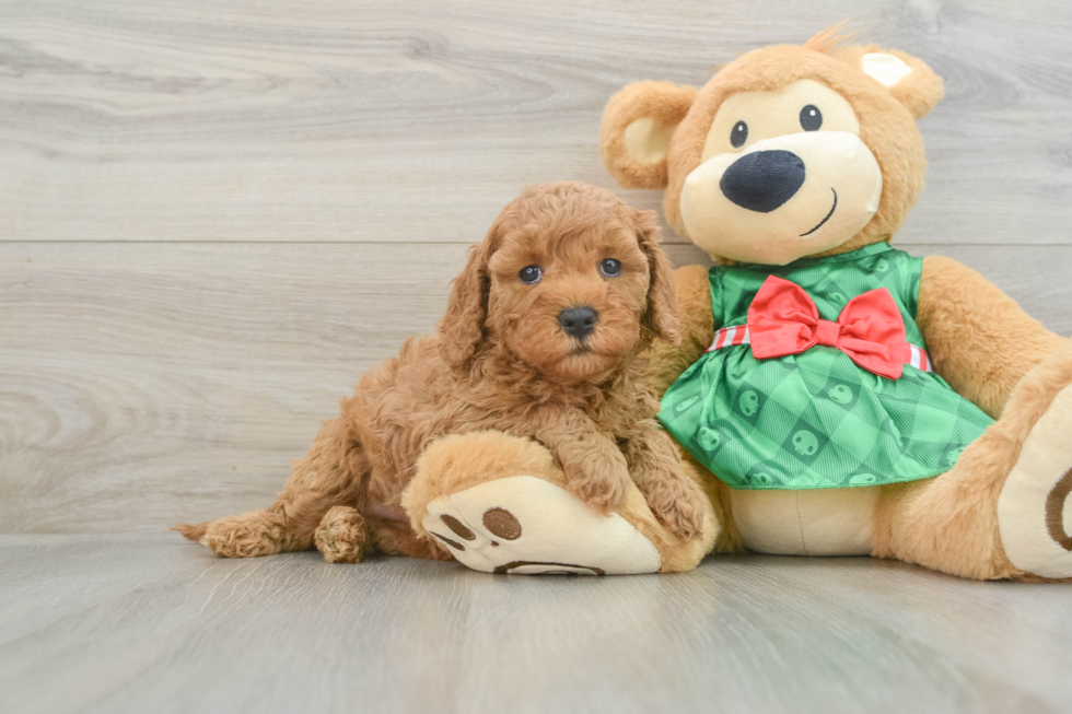 Cavapoo Puppy for Adoption