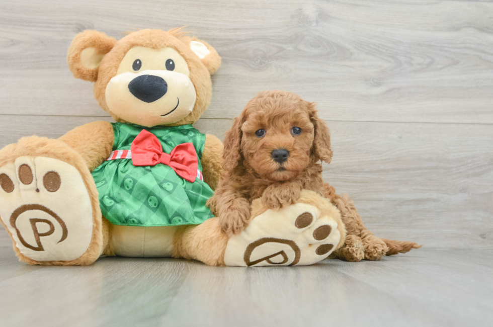 6 week old Cavapoo Puppy For Sale - Windy City Pups