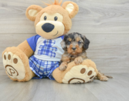 8 week old Cavapoo Puppy For Sale - Windy City Pups