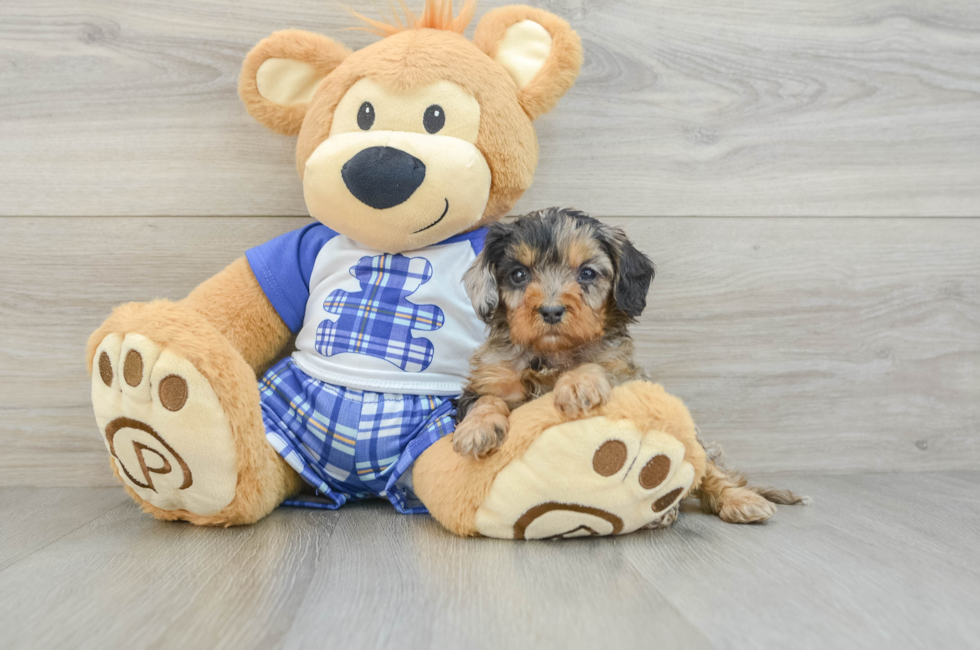 8 week old Cavapoo Puppy For Sale - Windy City Pups