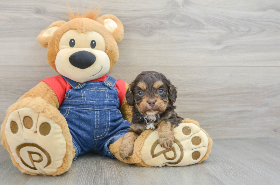 6 week old Cavapoo Puppy For Sale - Windy City Pups