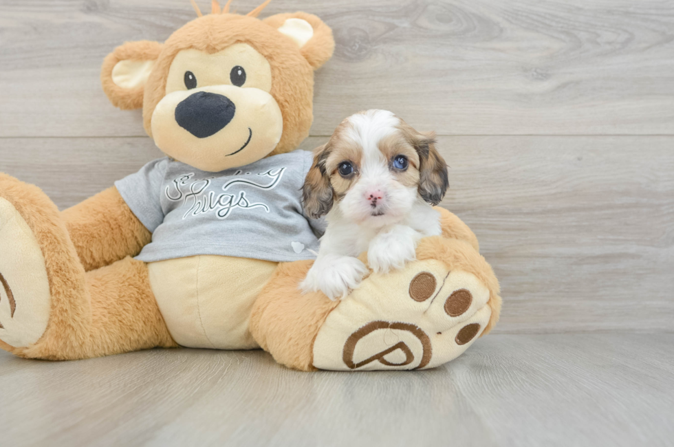 6 week old Cavapoo Puppy For Sale - Windy City Pups
