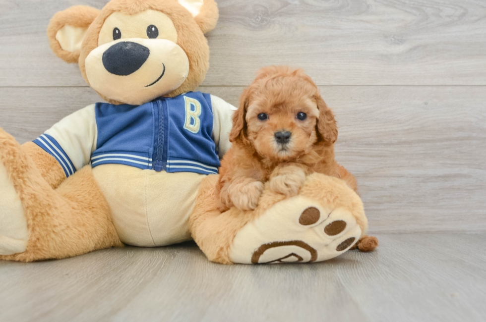 6 week old Cavapoo Puppy For Sale - Windy City Pups