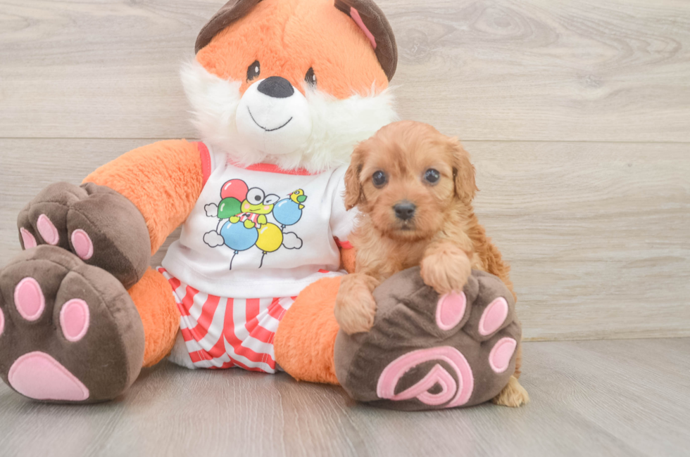 5 week old Cavapoo Puppy For Sale - Windy City Pups