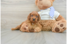 Best Cavapoo Baby