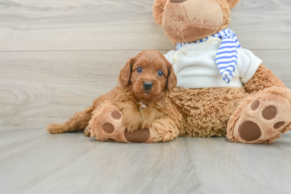 Best Cavapoo Baby