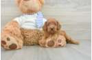 Cavapoo Puppy for Adoption