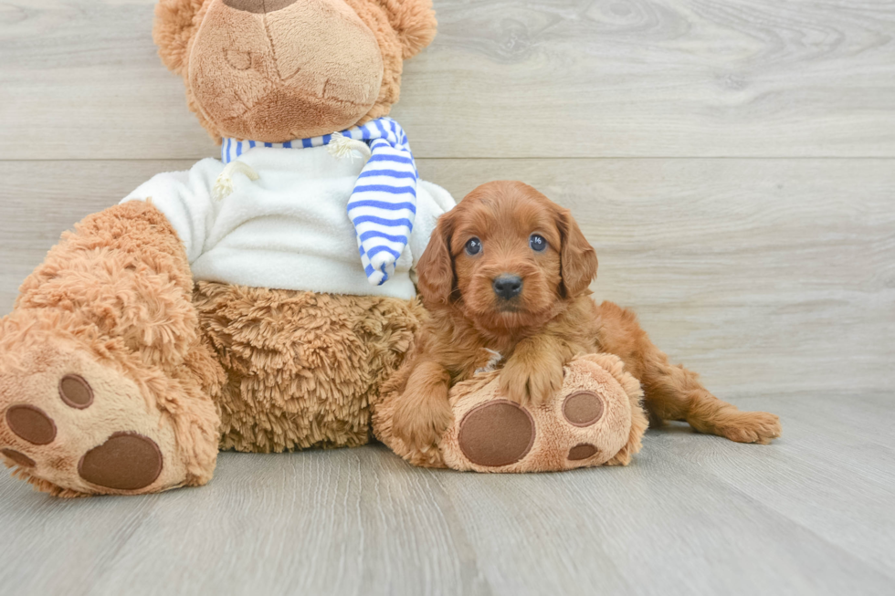 Cavapoo Puppy for Adoption