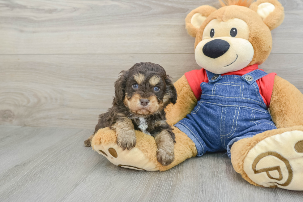 Funny Cavapoo Poodle Mix Pup