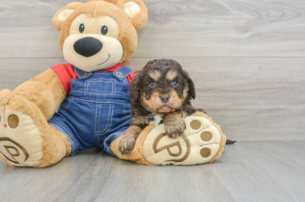 6 week old Cavapoo Puppy For Sale - Windy City Pups