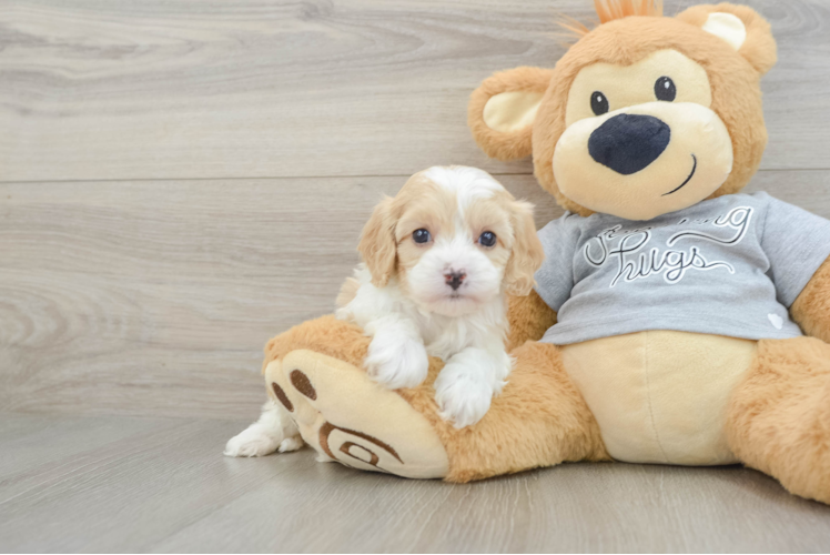 Popular Cavapoo Poodle Mix Pup