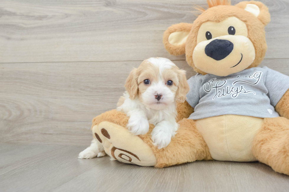 6 week old Cavapoo Puppy For Sale - Windy City Pups