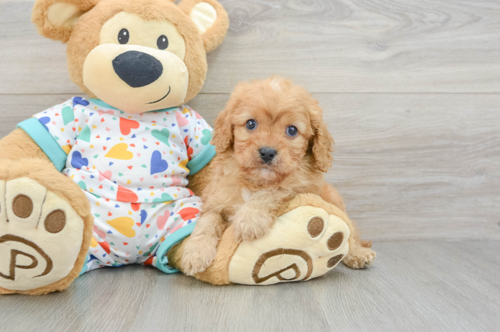 6 week old Cavapoo Puppy For Sale - Windy City Pups