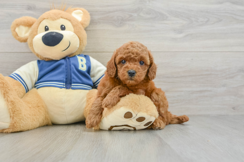 6 week old Cavapoo Puppy For Sale - Windy City Pups