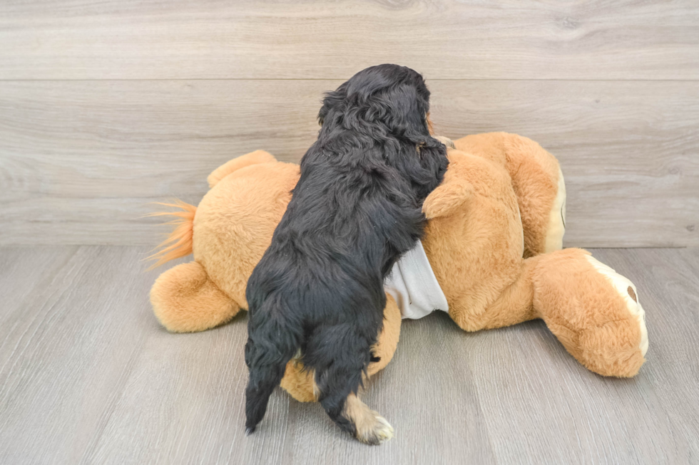 Best Cavapoo Baby