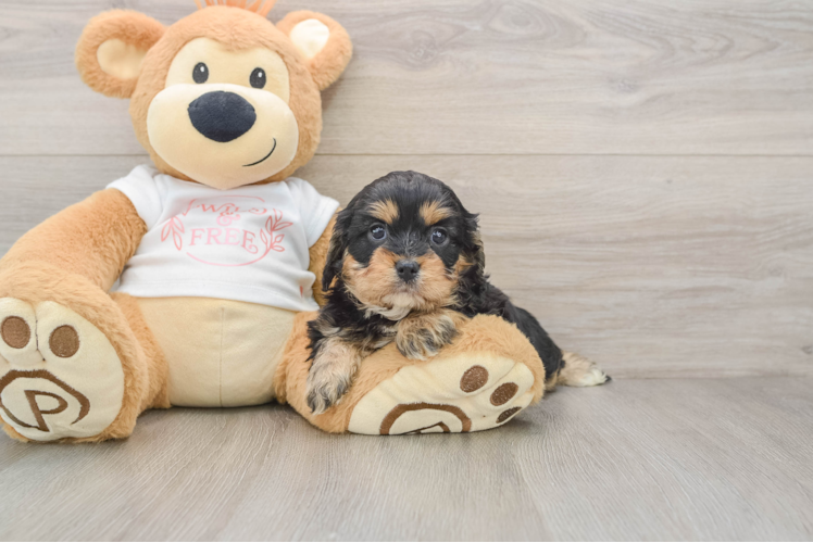 Cavapoo Pup Being Cute