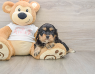 7 week old Cavapoo Puppy For Sale - Windy City Pups