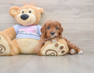 8 week old Cavapoo Puppy For Sale - Windy City Pups