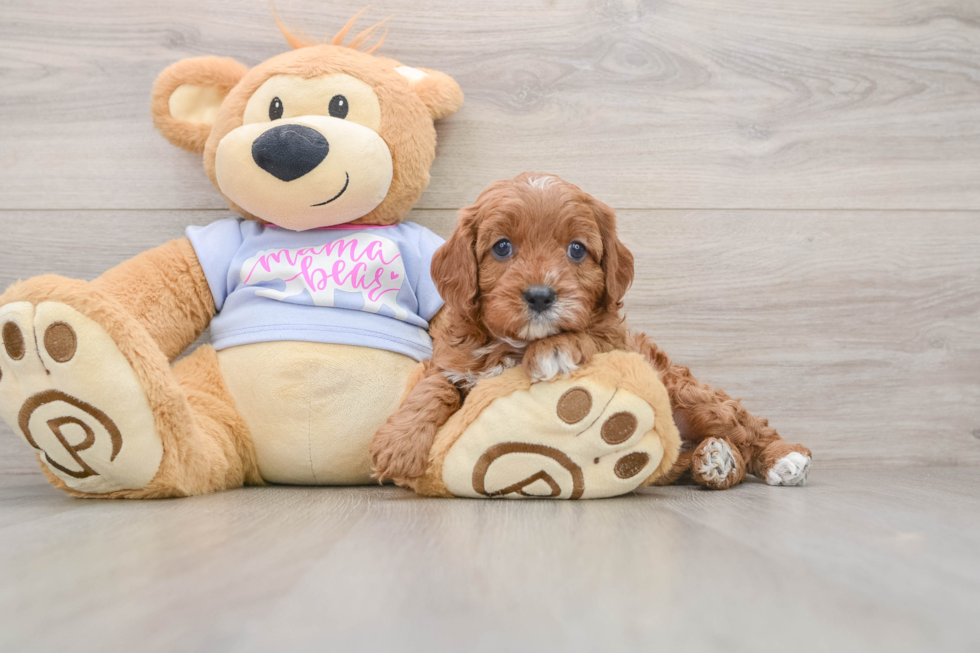 Best Cavapoo Baby