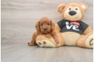 Cavapoo Puppy for Adoption