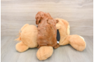 Best Cavapoo Baby