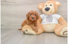 Best Cavapoo Baby