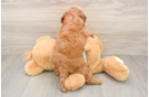 Cavapoo Pup Being Cute