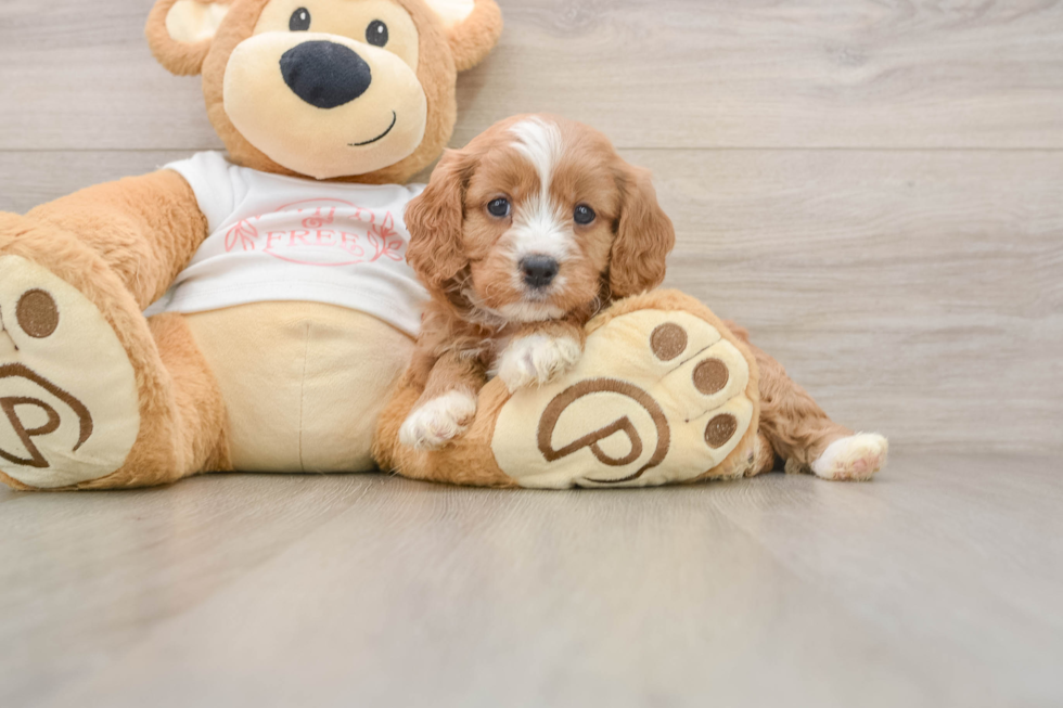 Hypoallergenic Cavadoodle Poodle Mix Puppy