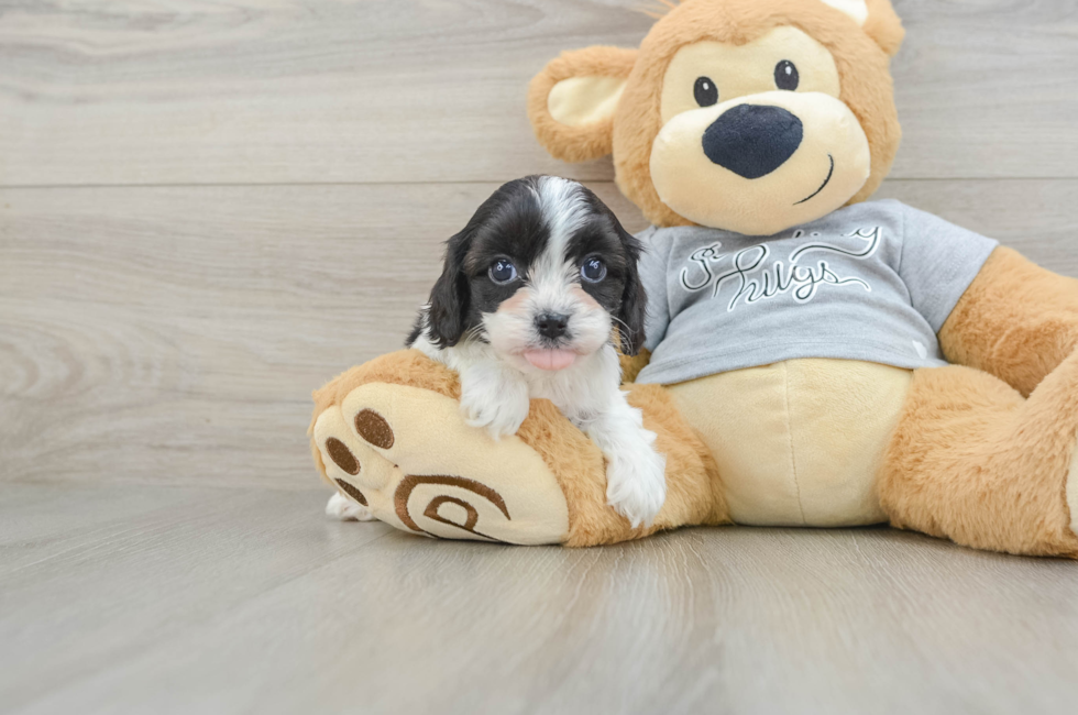 6 week old Cavapoo Puppy For Sale - Windy City Pups