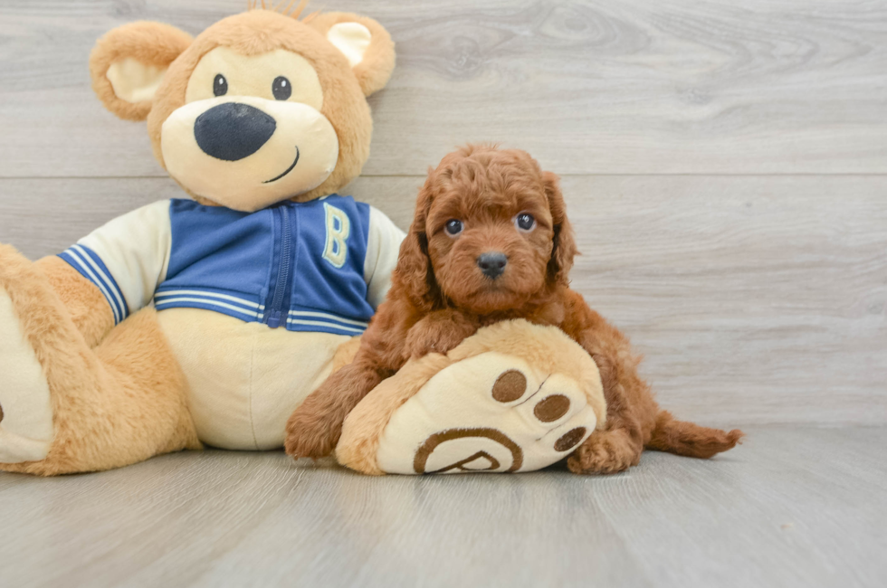 6 week old Cavapoo Puppy For Sale - Windy City Pups