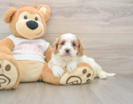 8 week old Cavapoo Puppy For Sale - Windy City Pups