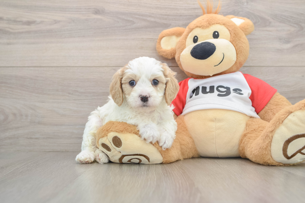 Cavapoo Pup Being Cute