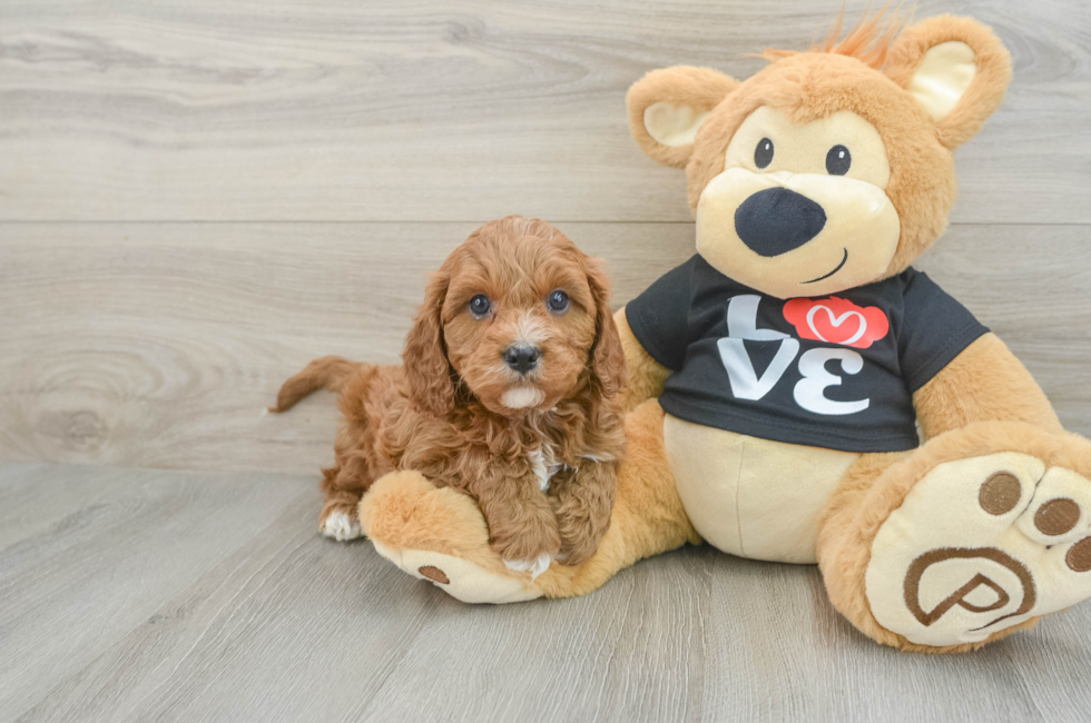 6 week old Cavapoo Puppy For Sale - Windy City Pups