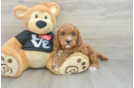 Cavapoo Puppy for Adoption