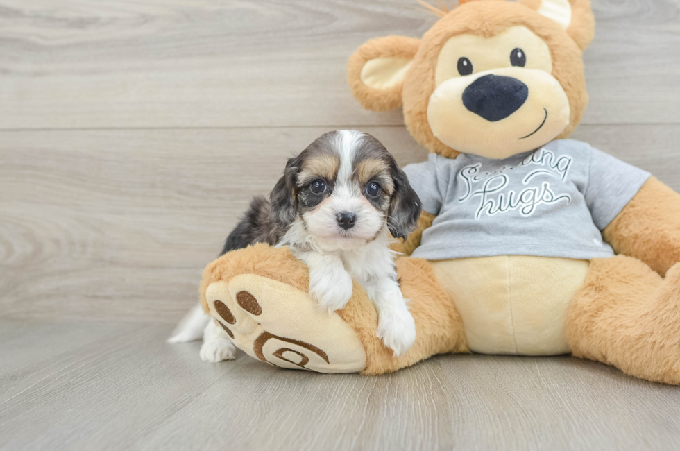 6 week old Cavapoo Puppy For Sale - Windy City Pups