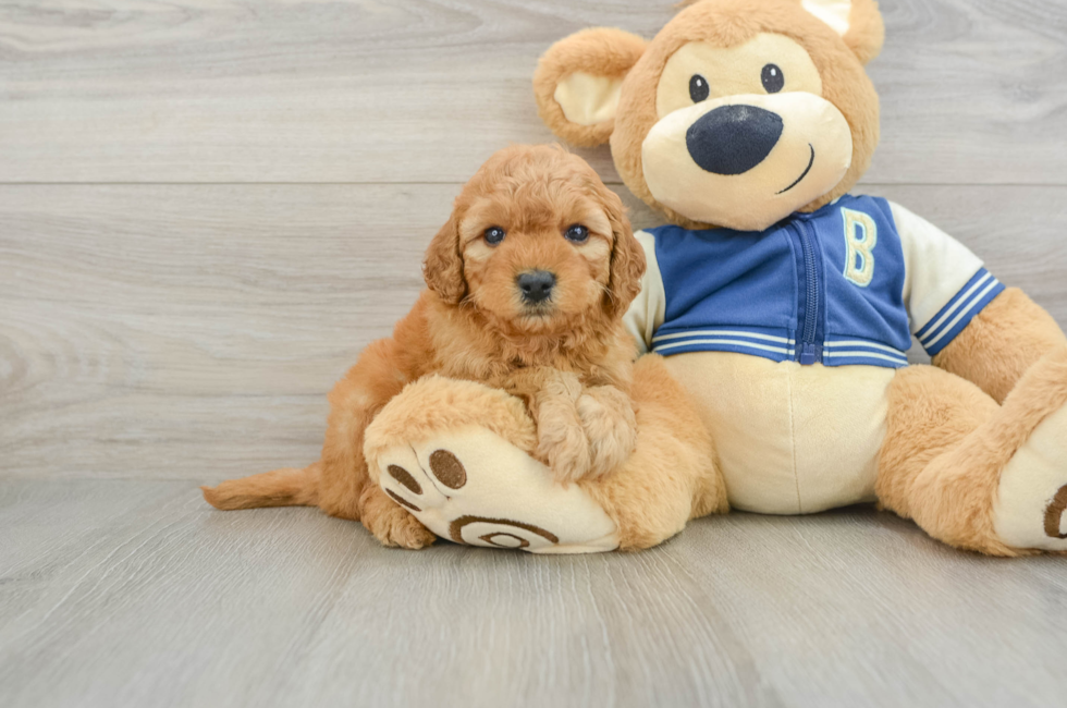 6 week old Cavapoo Puppy For Sale - Windy City Pups