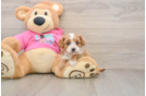Funny Cavapoo Poodle Mix Pup