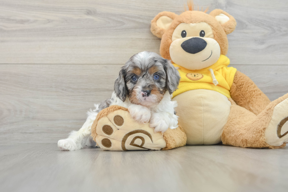 Friendly Cavapoo Baby