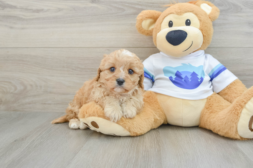 5 week old Cavapoo Puppy For Sale - Windy City Pups