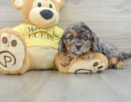 7 week old Cavapoo Puppy For Sale - Windy City Pups