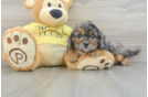 Playful Cavapoodle Poodle Mix Puppy