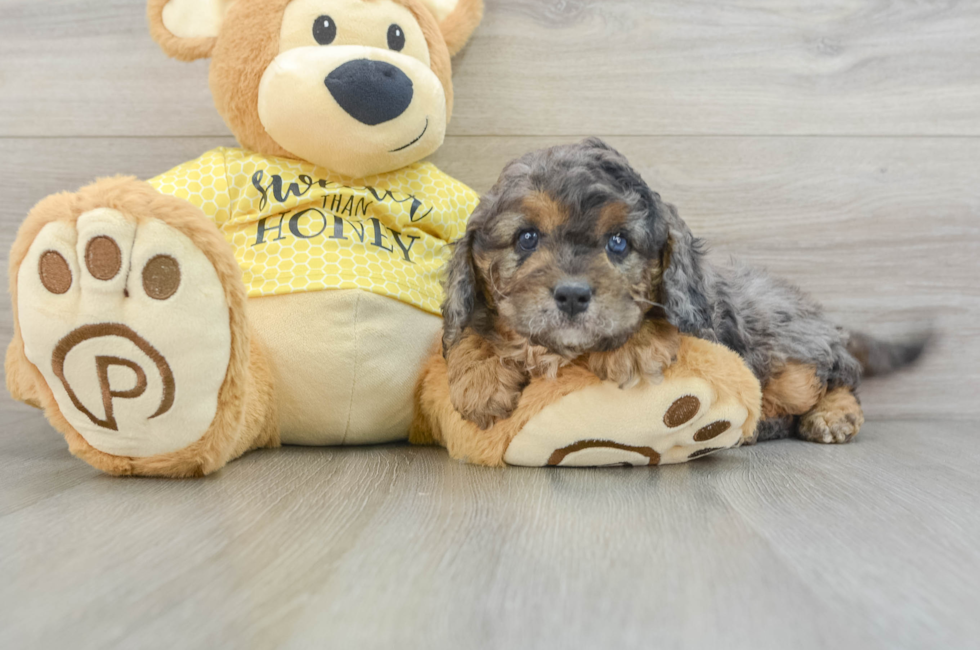 5 week old Cavapoo Puppy For Sale - Windy City Pups