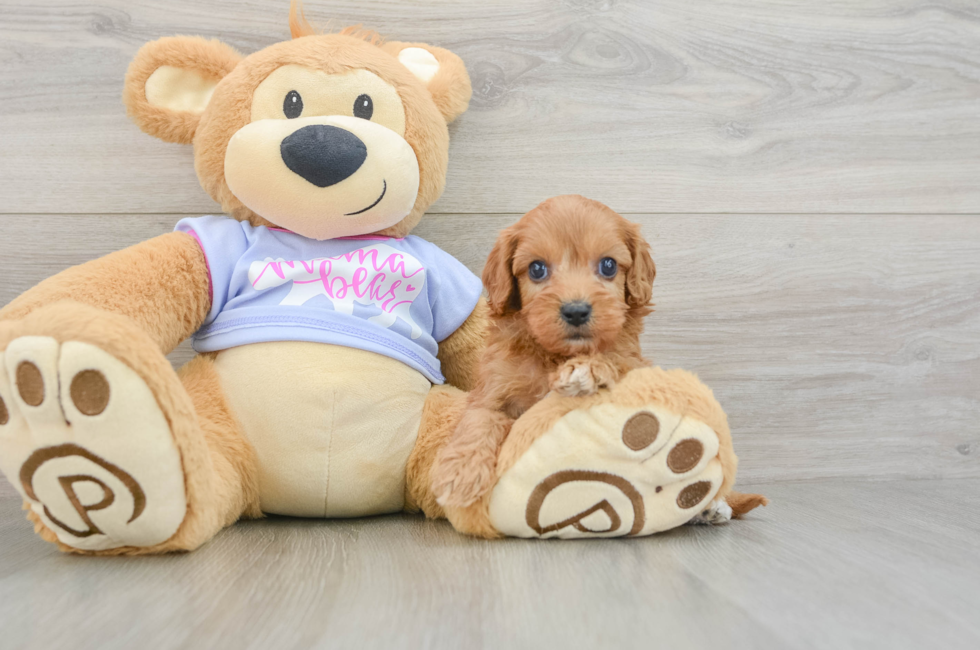 6 week old Cavapoo Puppy For Sale - Windy City Pups