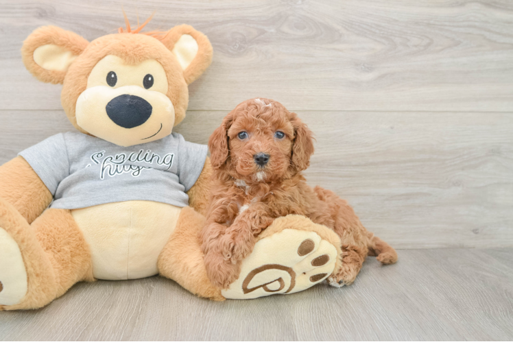 Friendly Cavapoo Baby