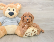 7 week old Cavapoo Puppy For Sale - Windy City Pups