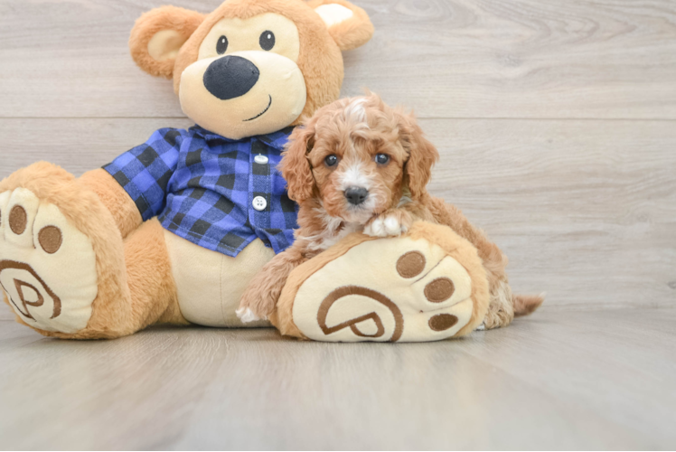 Cavapoo Puppy for Adoption